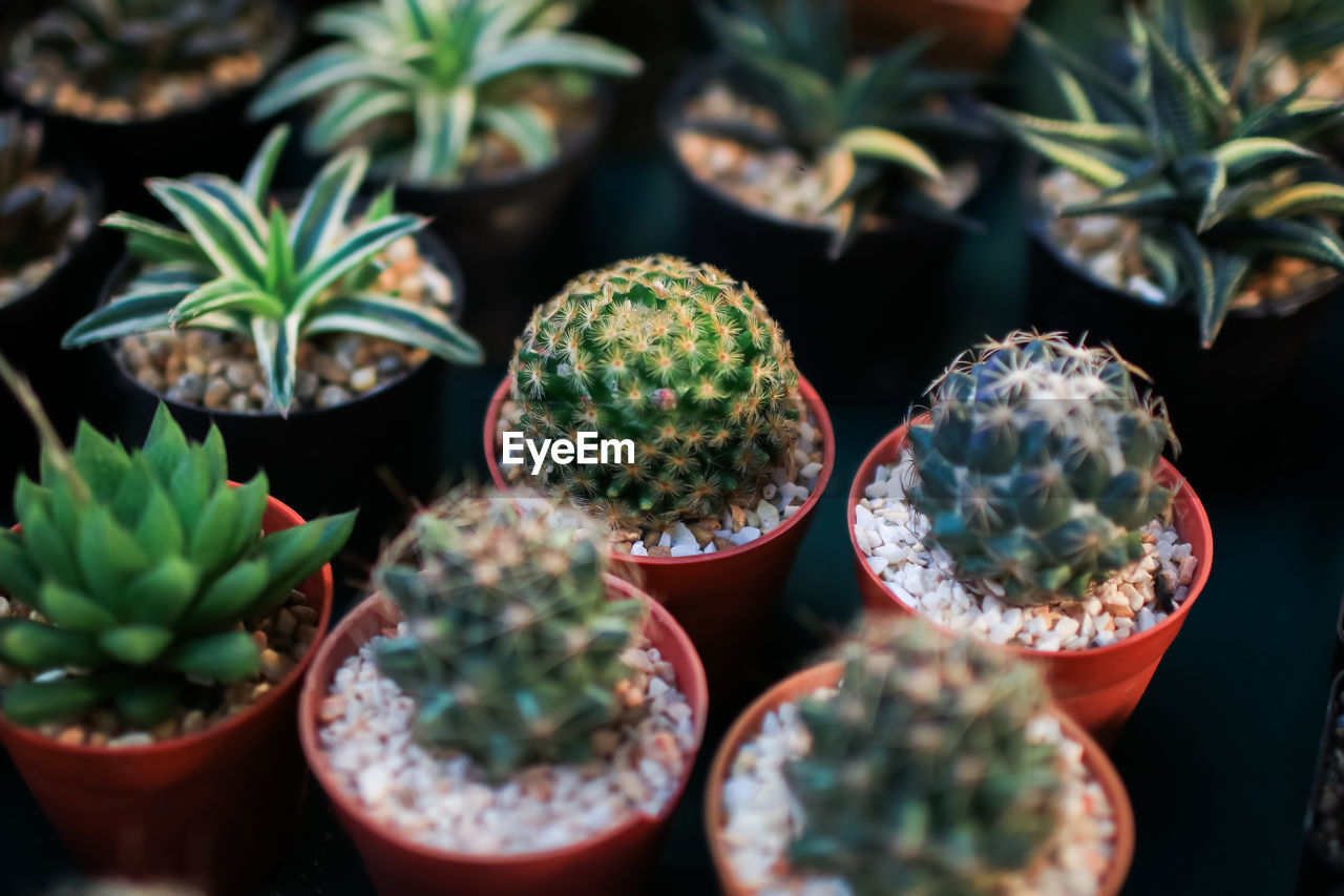 CLOSE-UP OF SUCCULENT PLANT