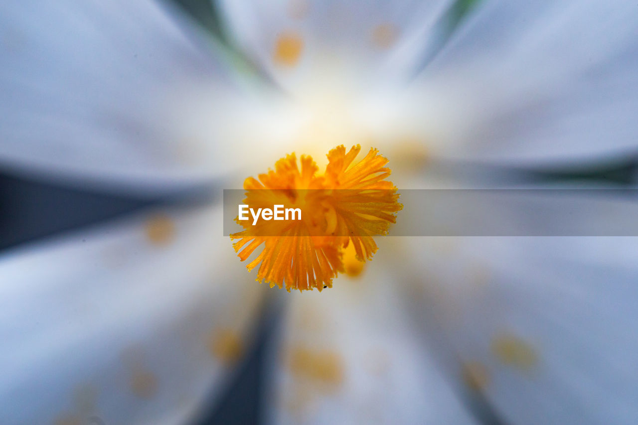 Close-up of yellow flower