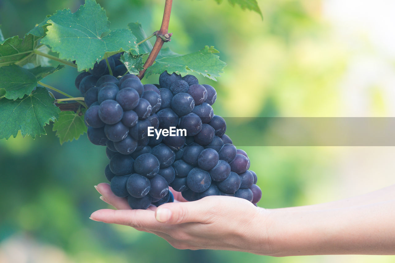 Close-up of hand touching grapes growing at vineyard