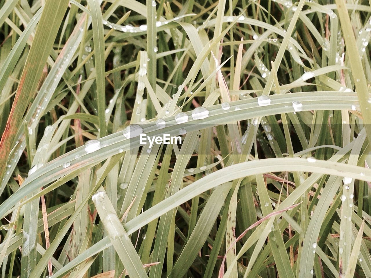 High angle view of raindrops on grass