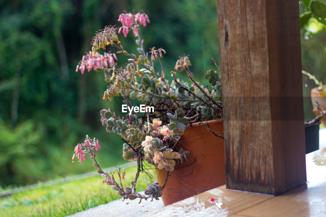 Pink flowers blooming on tree