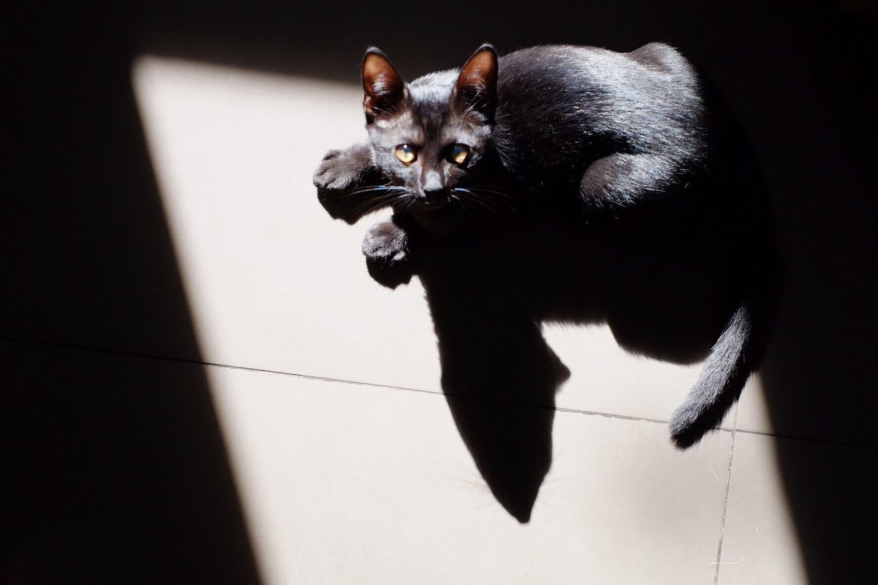 PORTRAIT OF CAT SITTING ON WALL