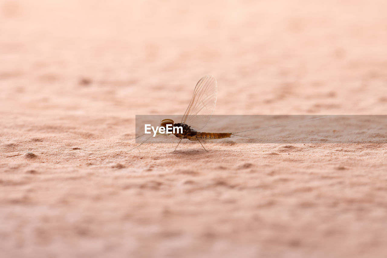 CLOSE-UP OF INSECT ON GROUND