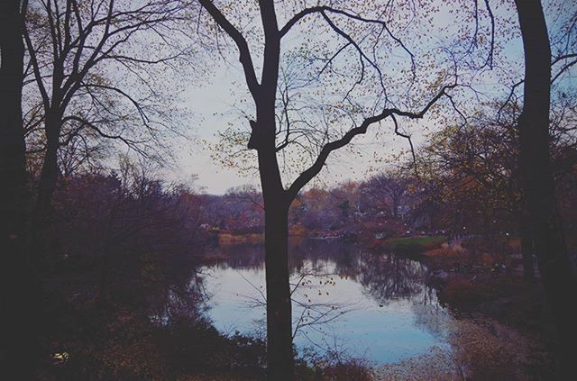 REFLECTION OF TREES IN WATER