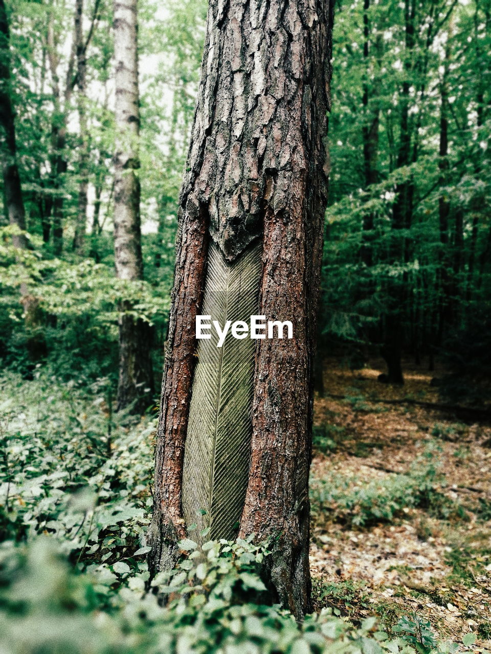 Tree trunk in forest