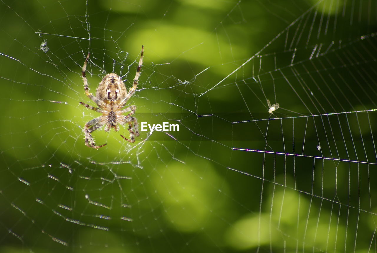 CLOSE-UP OF SPIDER ON WEB OUTDOORS