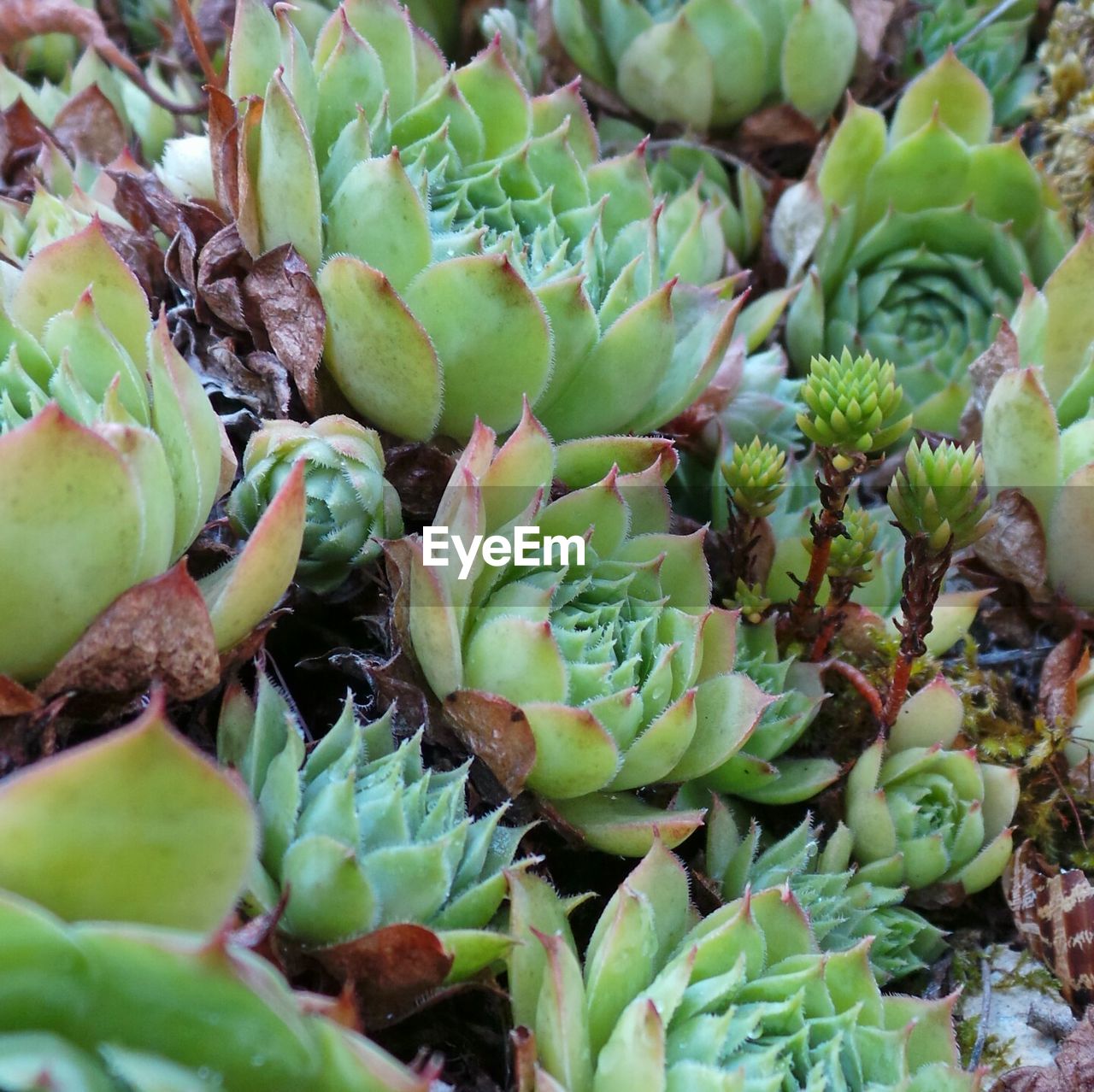 Full frame shot of succulent plants