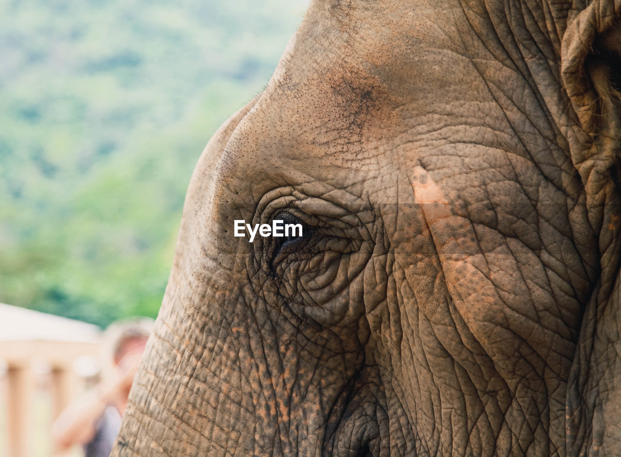 Closeup of elephant eye 