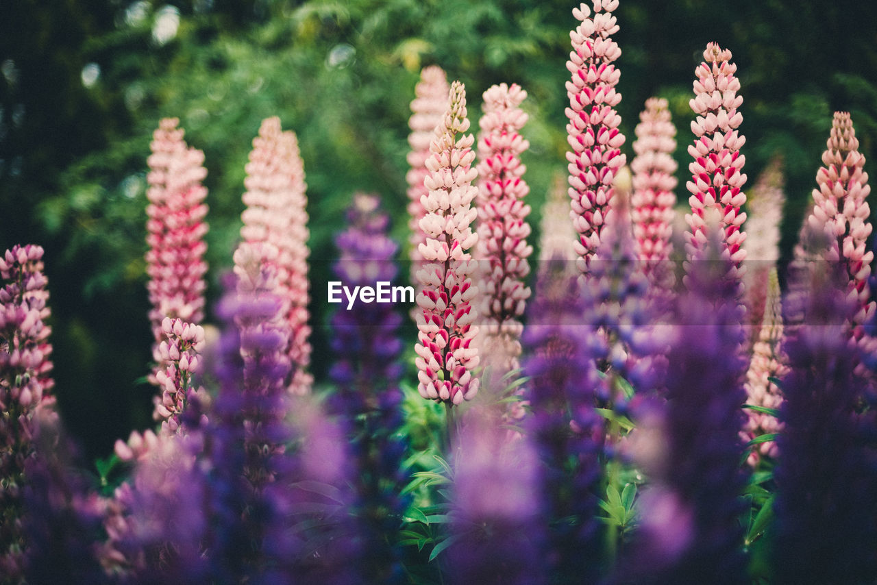 Close-up of pink flowering plants on field