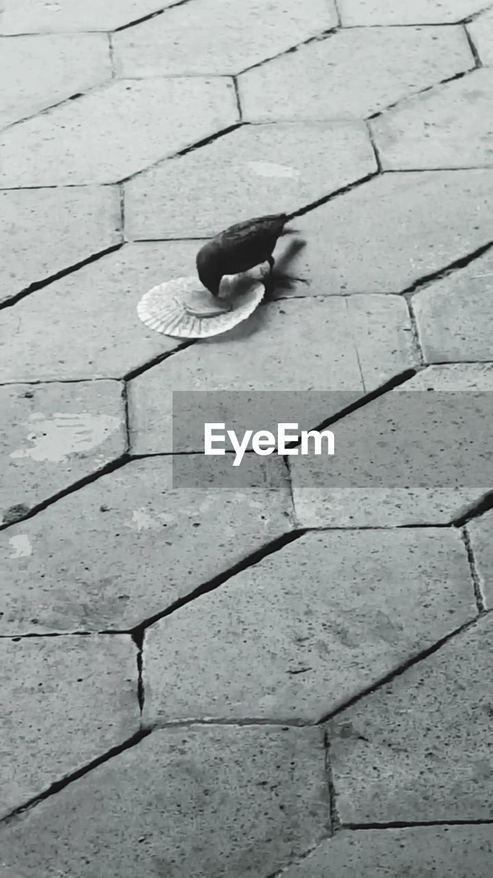 HIGH ANGLE VIEW OF BIRD ON PAVING STONE