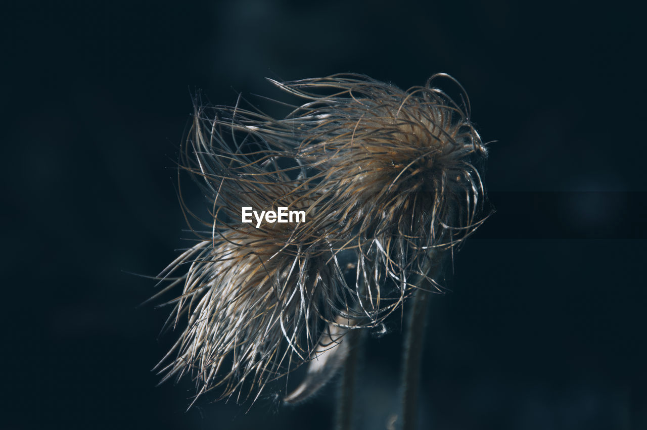 CLOSE-UP OF DRIED DANDELION