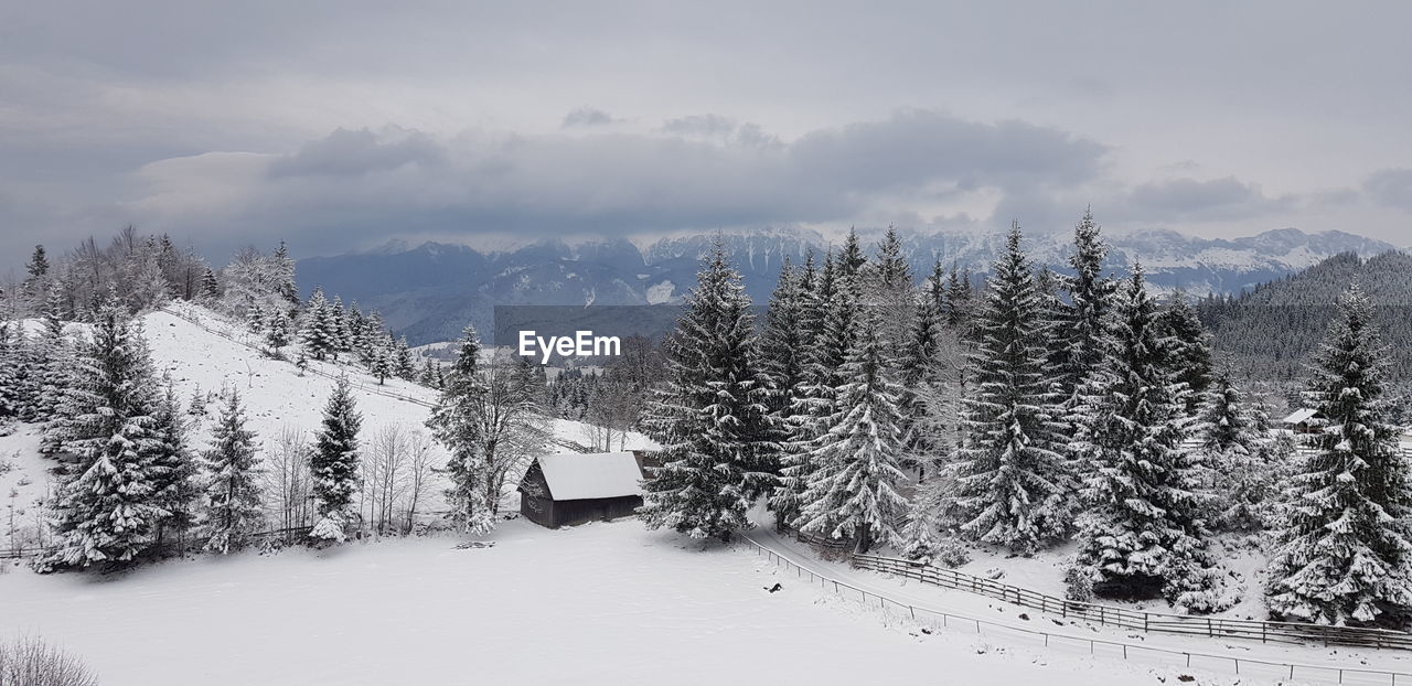 Pine trees on snow covered land against sky