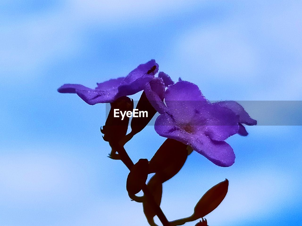 CLOSE-UP OF PINK FLOWER AGAINST BLUE SKY