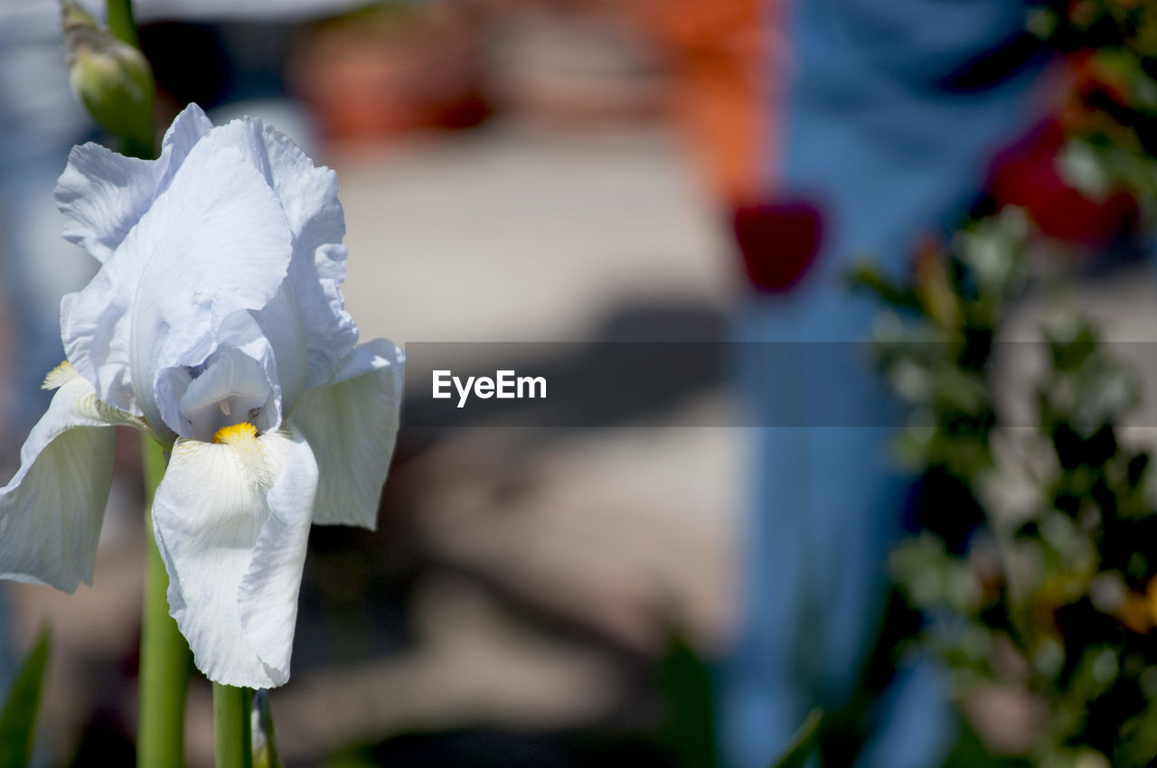 Close-up of white iris