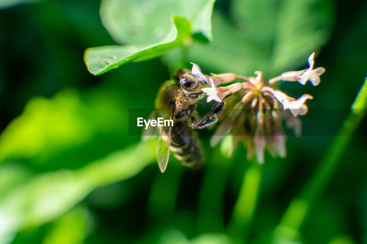 Close-up of bee pollinating flower