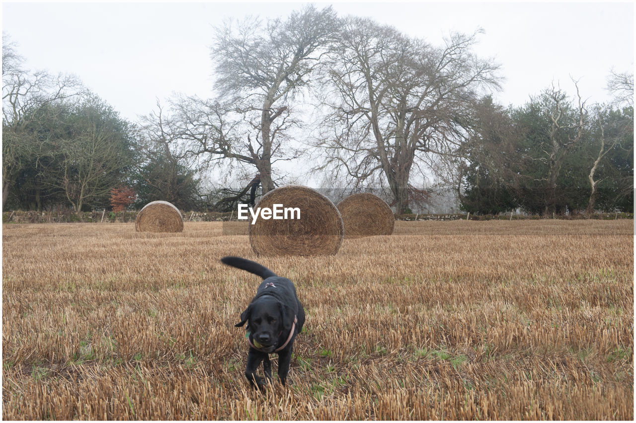 VIEW OF HAY BALES IN FIELD