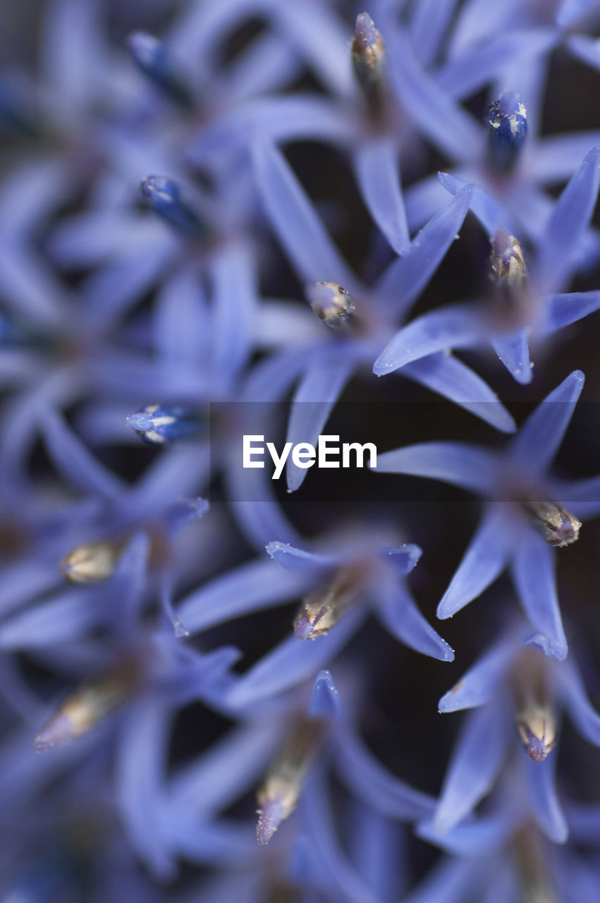 CLOSE-UP OF PURPLE FLOWERS