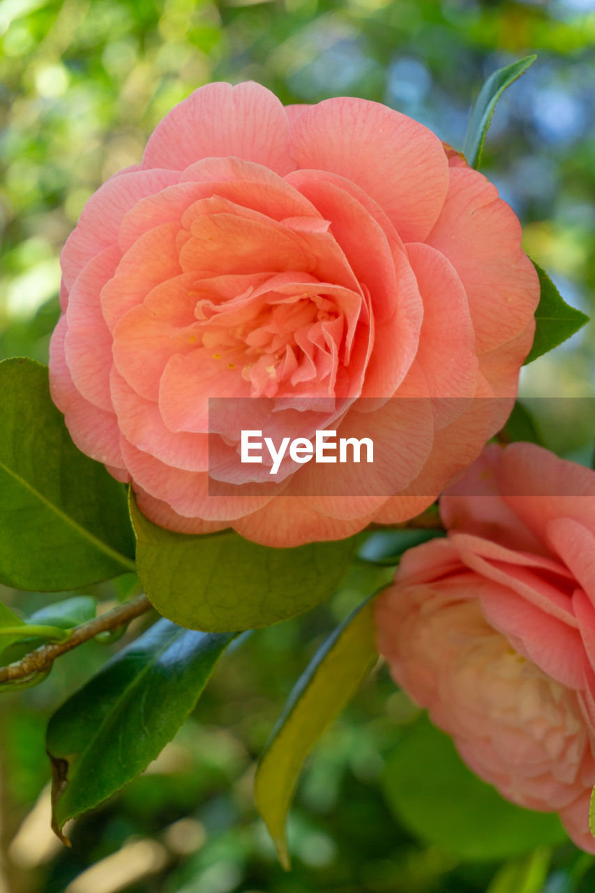 CLOSE-UP OF PINK ROSES