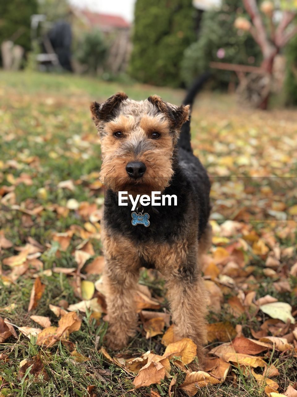 Portrait of dog on field during autumn