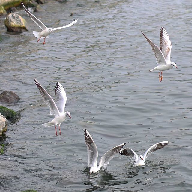 SEAGULL IN FLIGHT