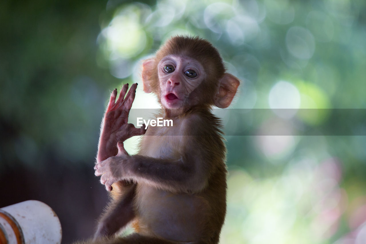 Close-up of young monkey