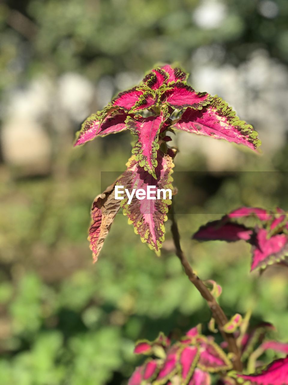 CLOSE-UP OF PINK FLOWERS ON TREE