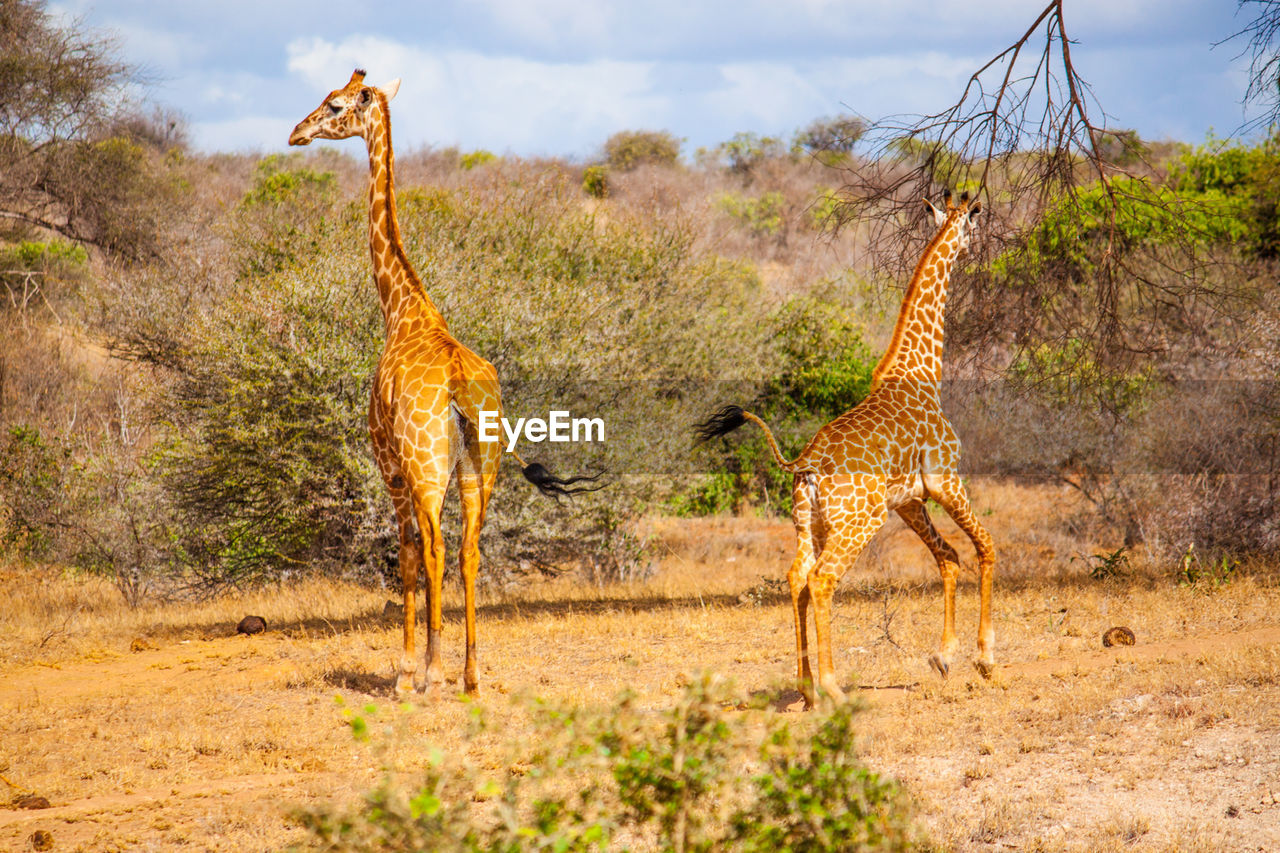 Giraffes on field at tsavo east national park