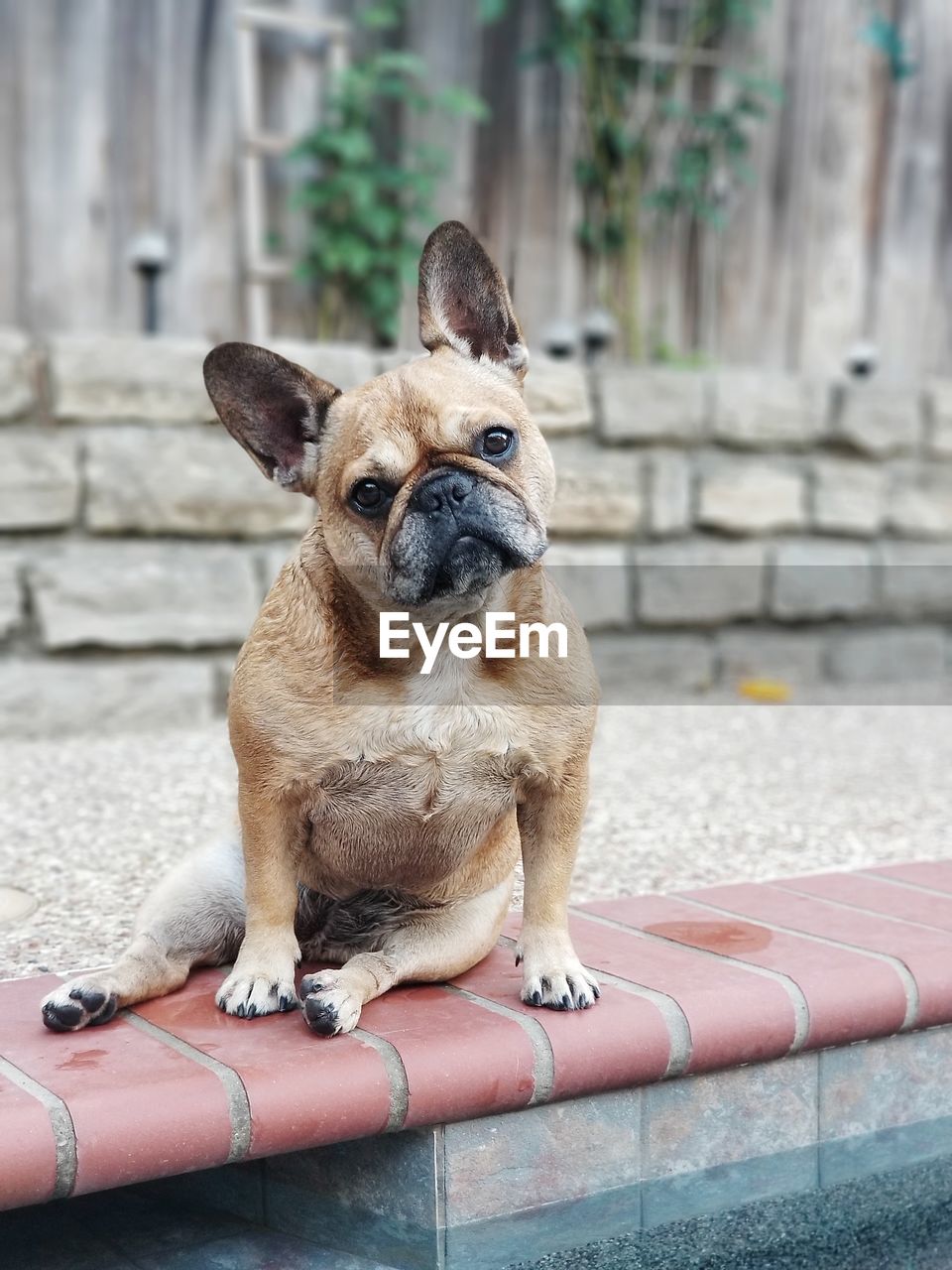 Portrait of dog sitting on retaining wall against building