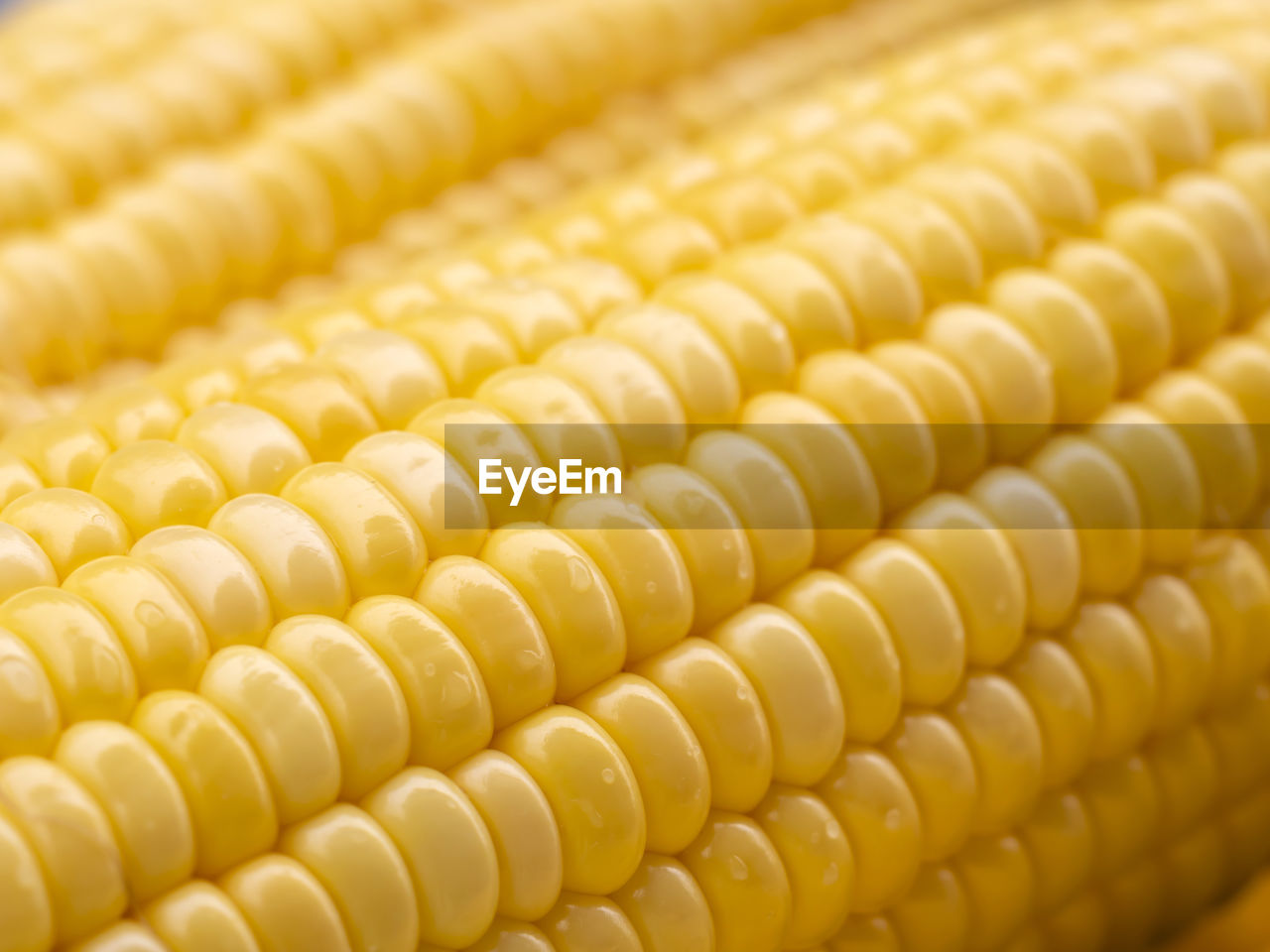 Full frame of sweet corn with dewdrop. abstract backgrounds of freshness maize.