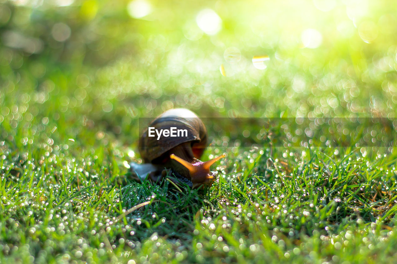 Snail crawling on green grass,snail eating dew on grass.