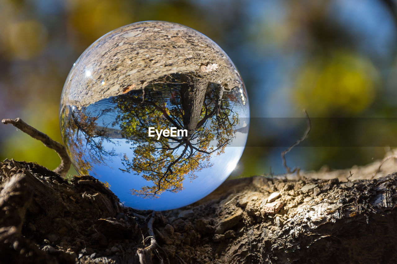 CLOSE-UP OF REFLECTION OF TREES