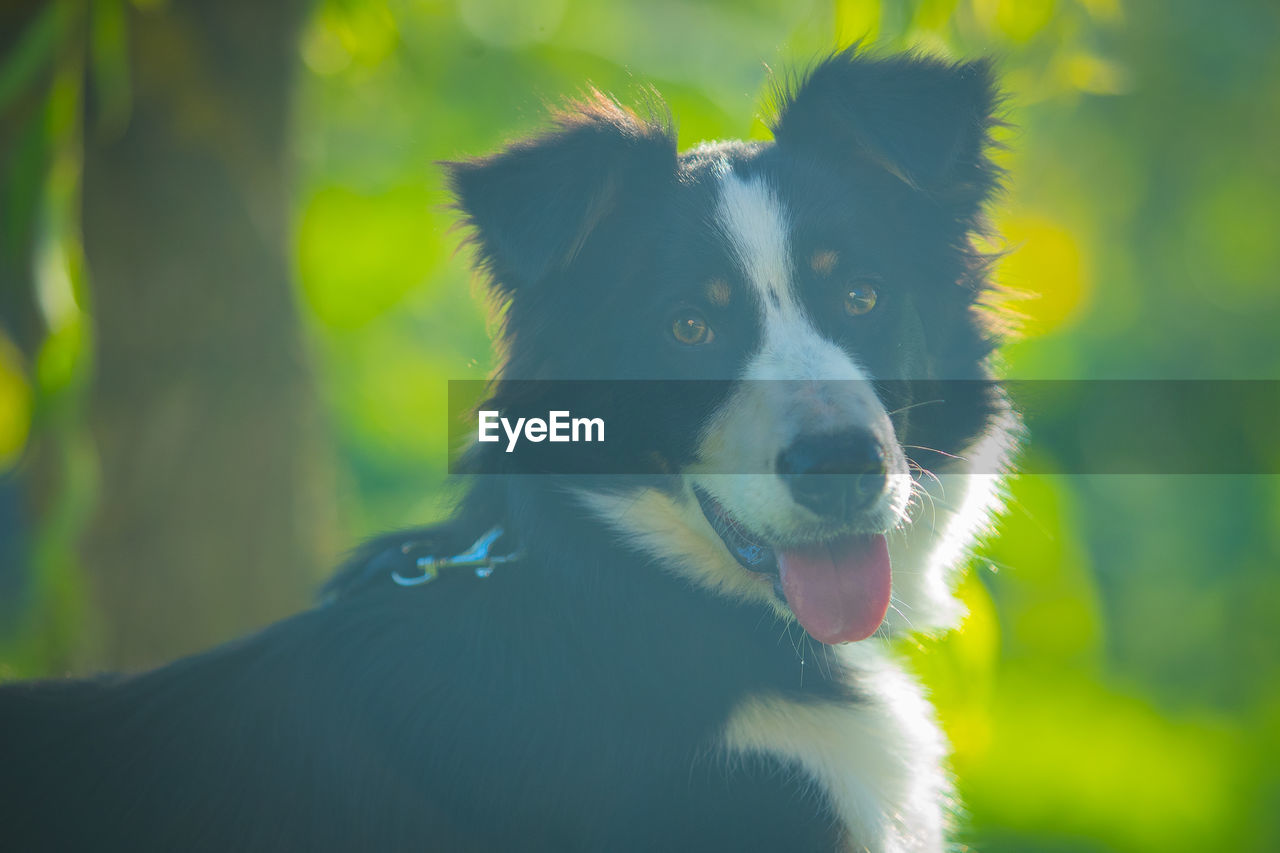 PORTRAIT OF DOG LOOKING AWAY