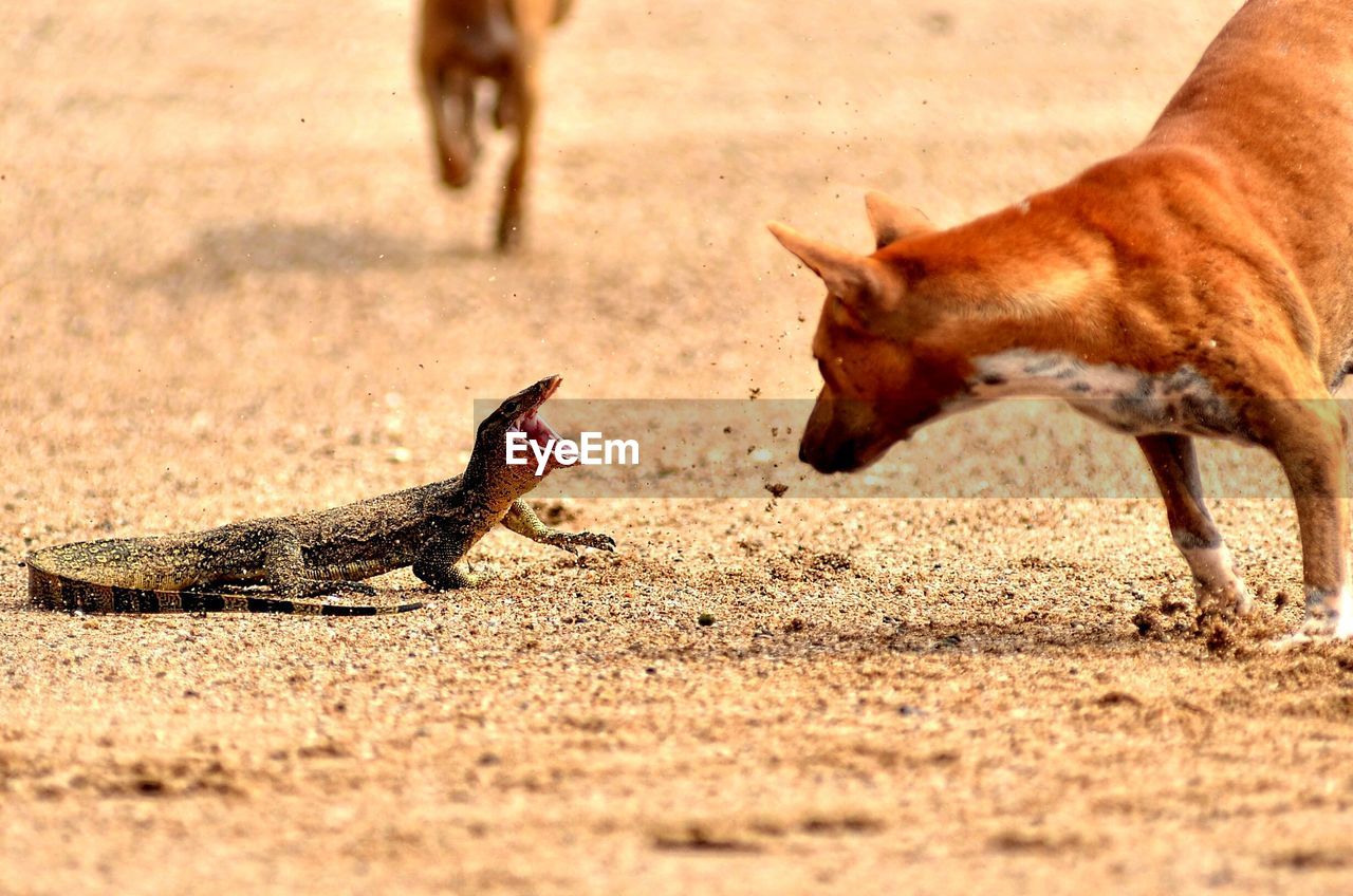 Agressive lizard and dogs