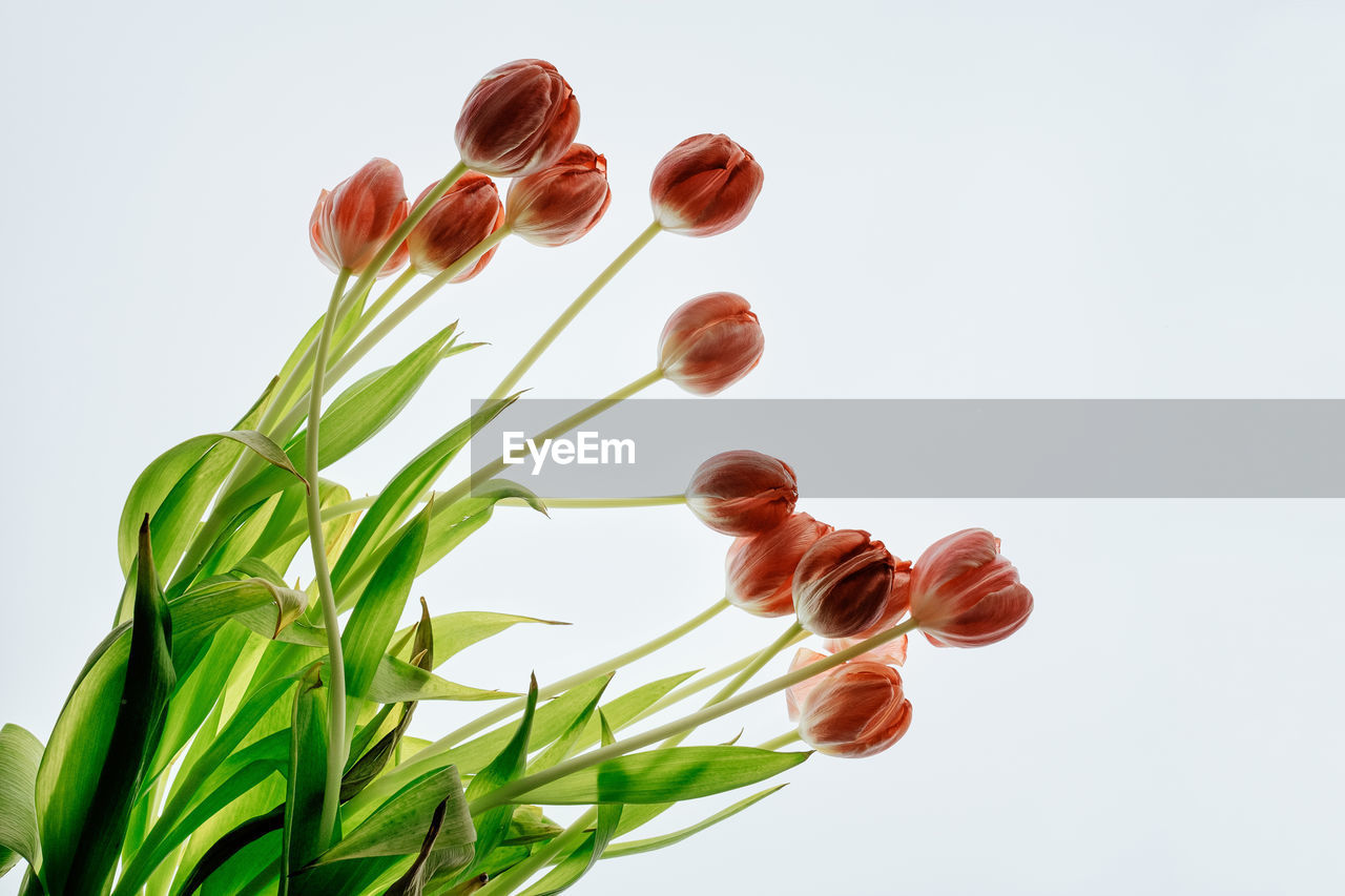 Withered tulips on white background