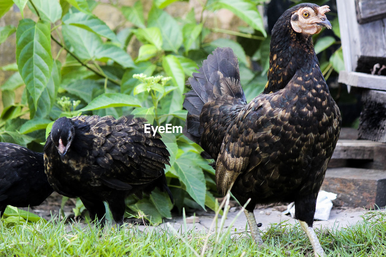 VIEW OF BIRDS ON FIELD