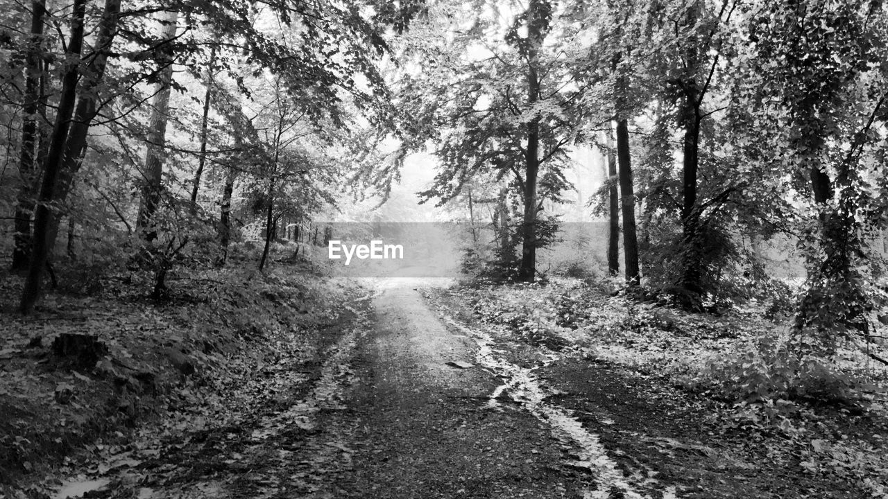 DIRT ROAD IN FOREST