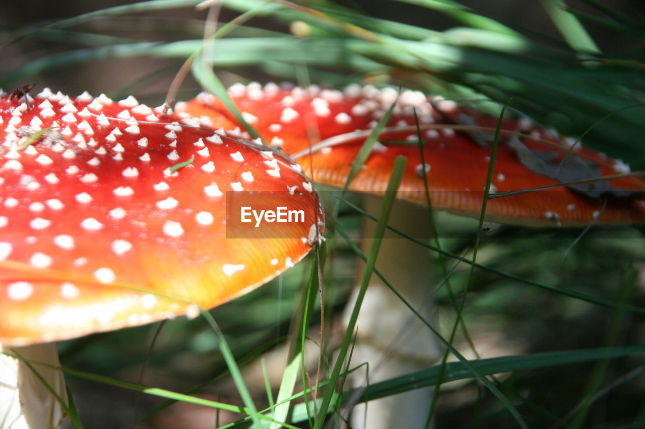 Close-up of mushrooms growing on field