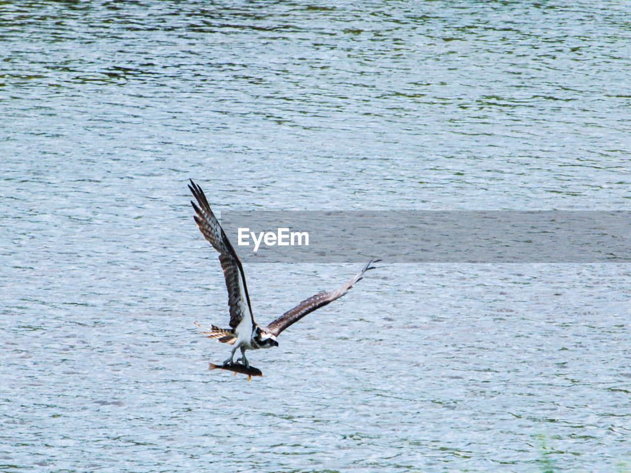 VIEW OF BIRD FLYING OVER SEA