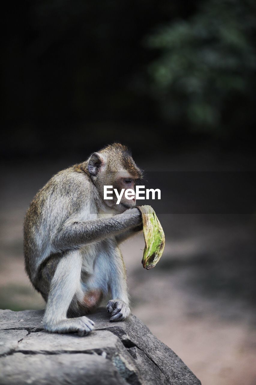 Close-up of monkey sitting on rock