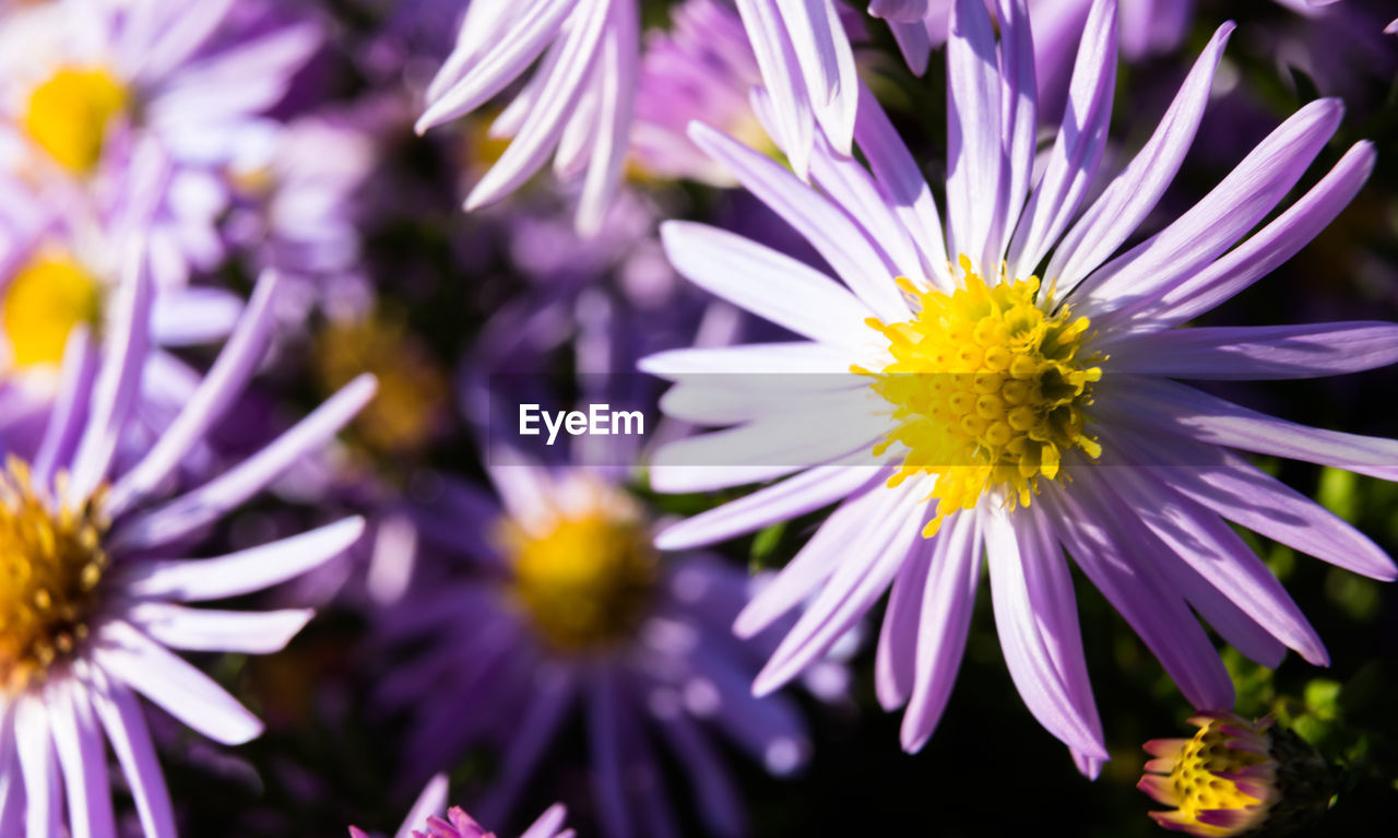 CLOSE-UP OF PURPLE FLOWERS