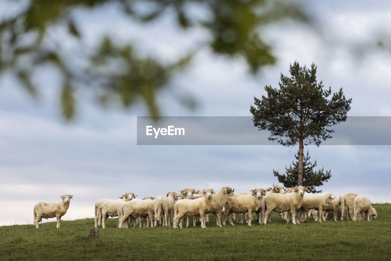 HERD OF SHEEP ON FIELD