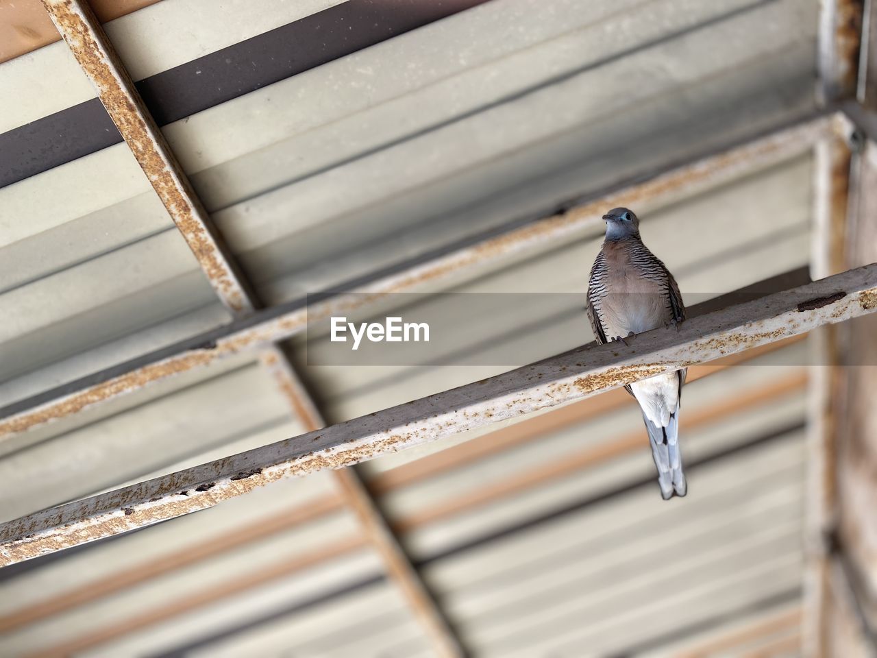 LOW ANGLE VIEW OF A BIRD