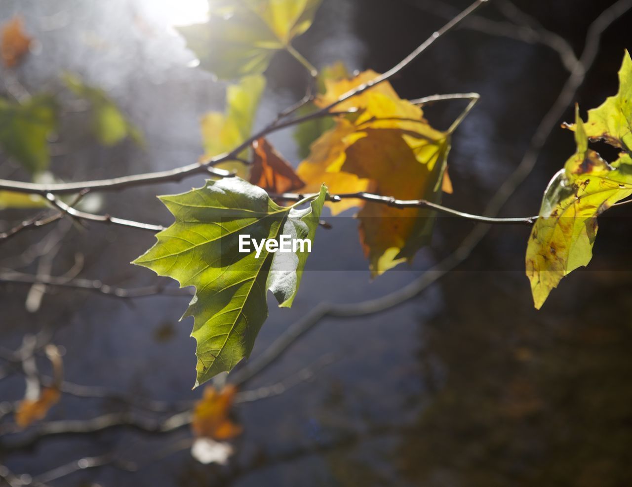 CLOSE-UP OF MAPLE LEAVES ON TREE