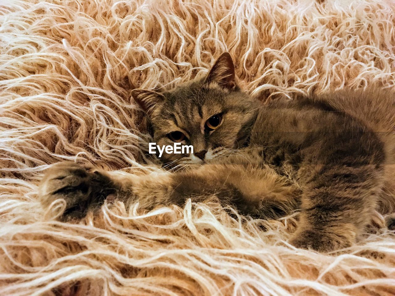 CLOSE-UP PORTRAIT OF CAT LYING DOWN ON BLANKET