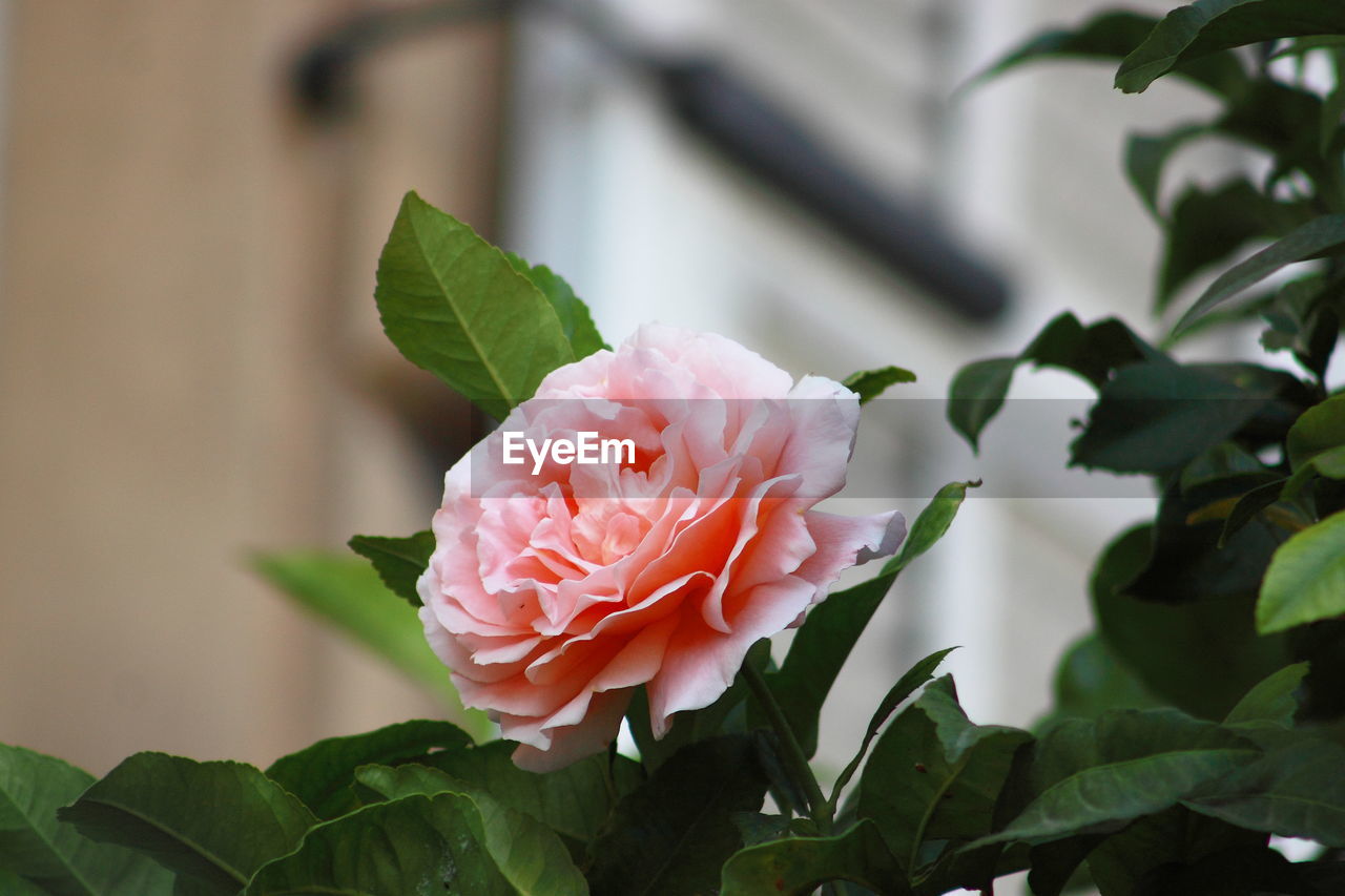 Close-up of pink rose