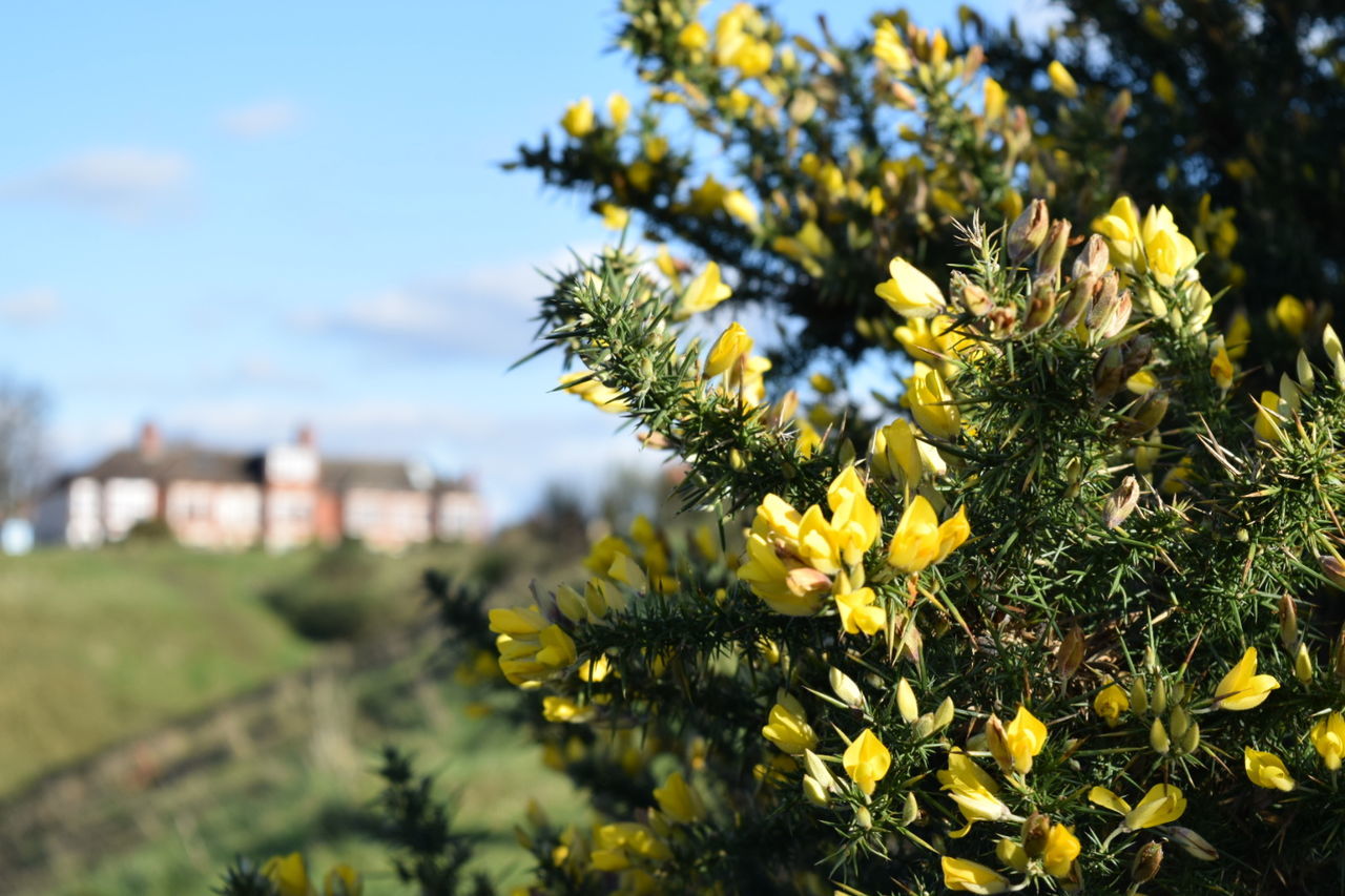 CLOSE-UP OF YELLOW FLOWERS
