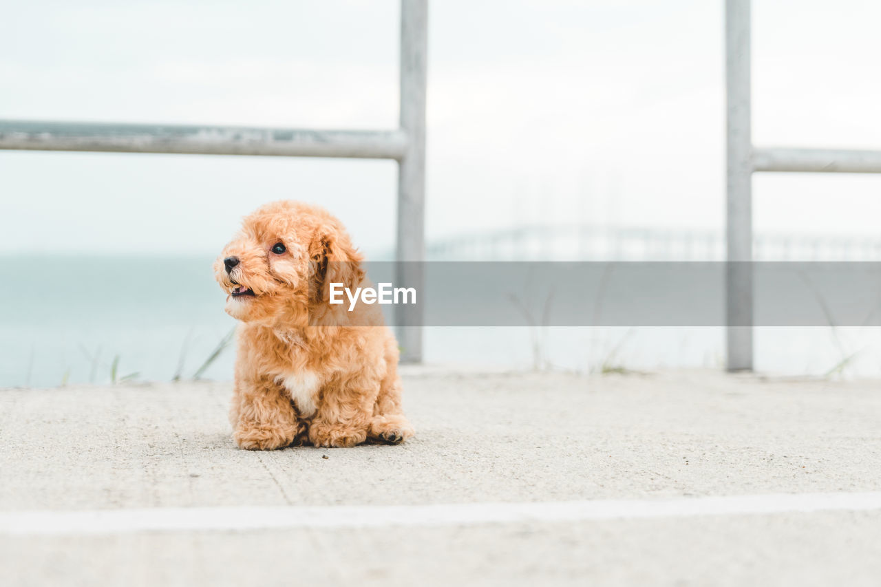 Brown puppy fluffy poodle on the beach