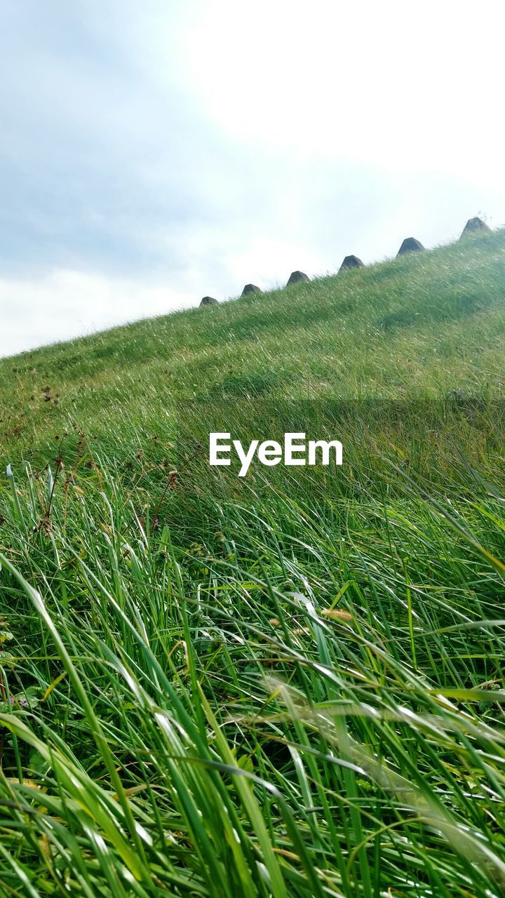 LOW ANGLE VIEW OF GREEN FIELD AGAINST SKY