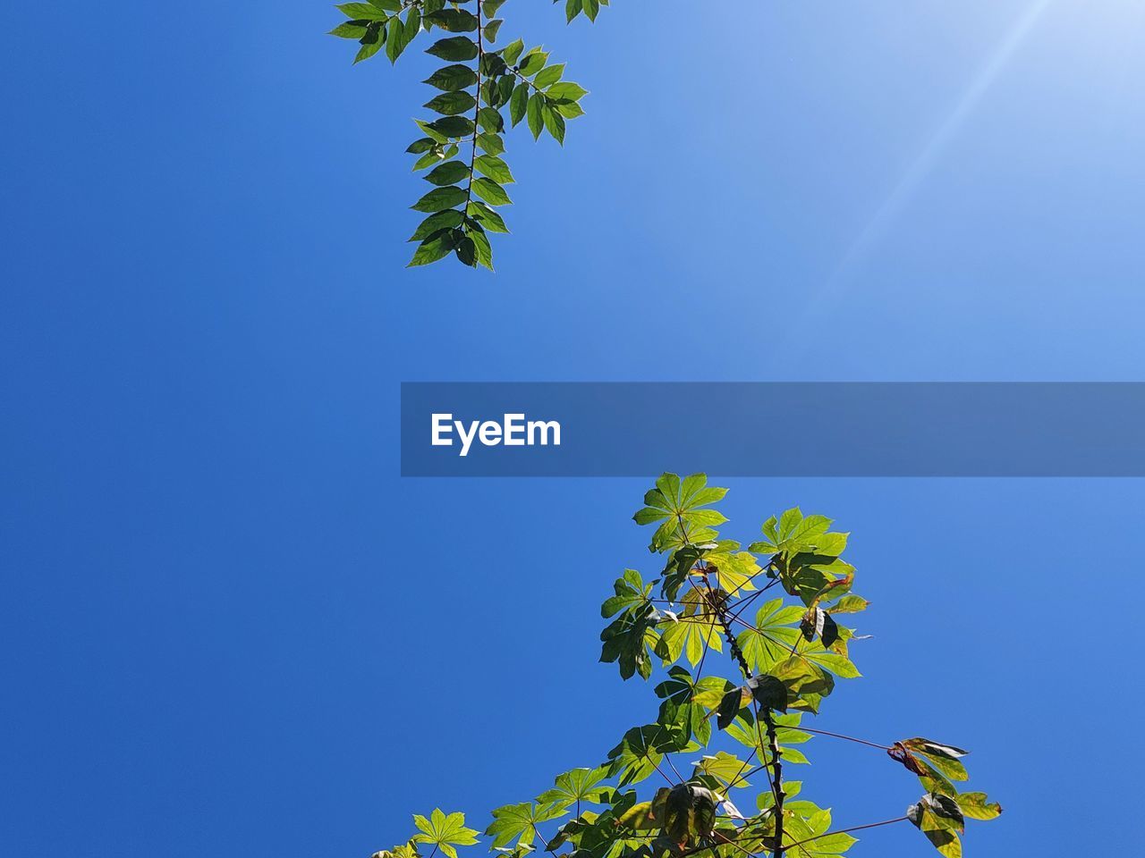 sky, plant, blue, tree, nature, leaf, branch, growth, plant part, sunlight, beauty in nature, low angle view, flower, no people, clear sky, green, outdoors, day, sunny, tranquility, copy space, yellow, environment, cloud