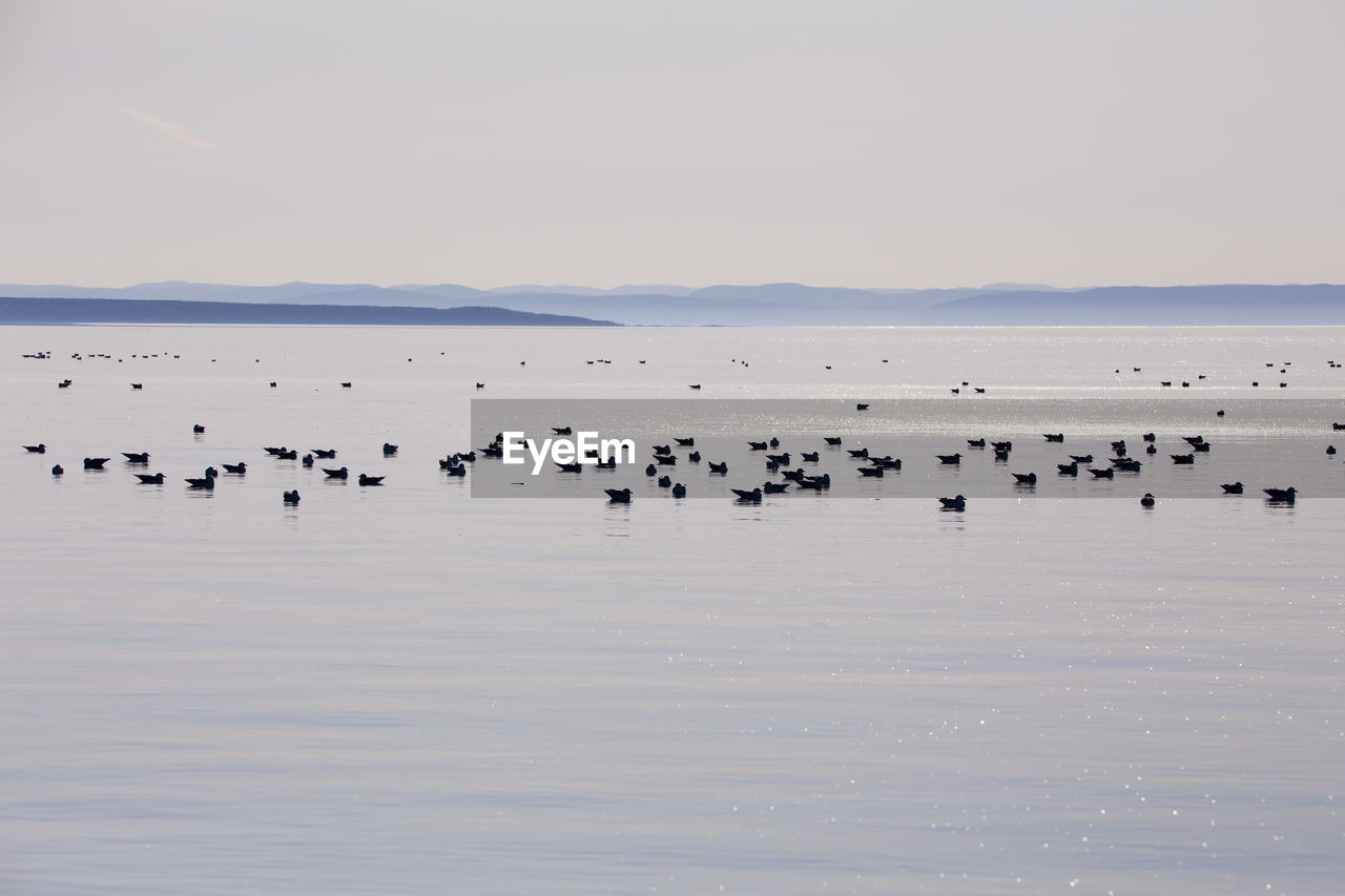 FLOCK OF BIRDS IN THE SEA